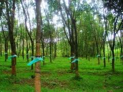 ແຂວງ ດັກລັກ ແລະ ສາລະວັນ ເພີ່ມທະວີການພົວພັນມິດຕະພາບ ການຮ່ວມມື